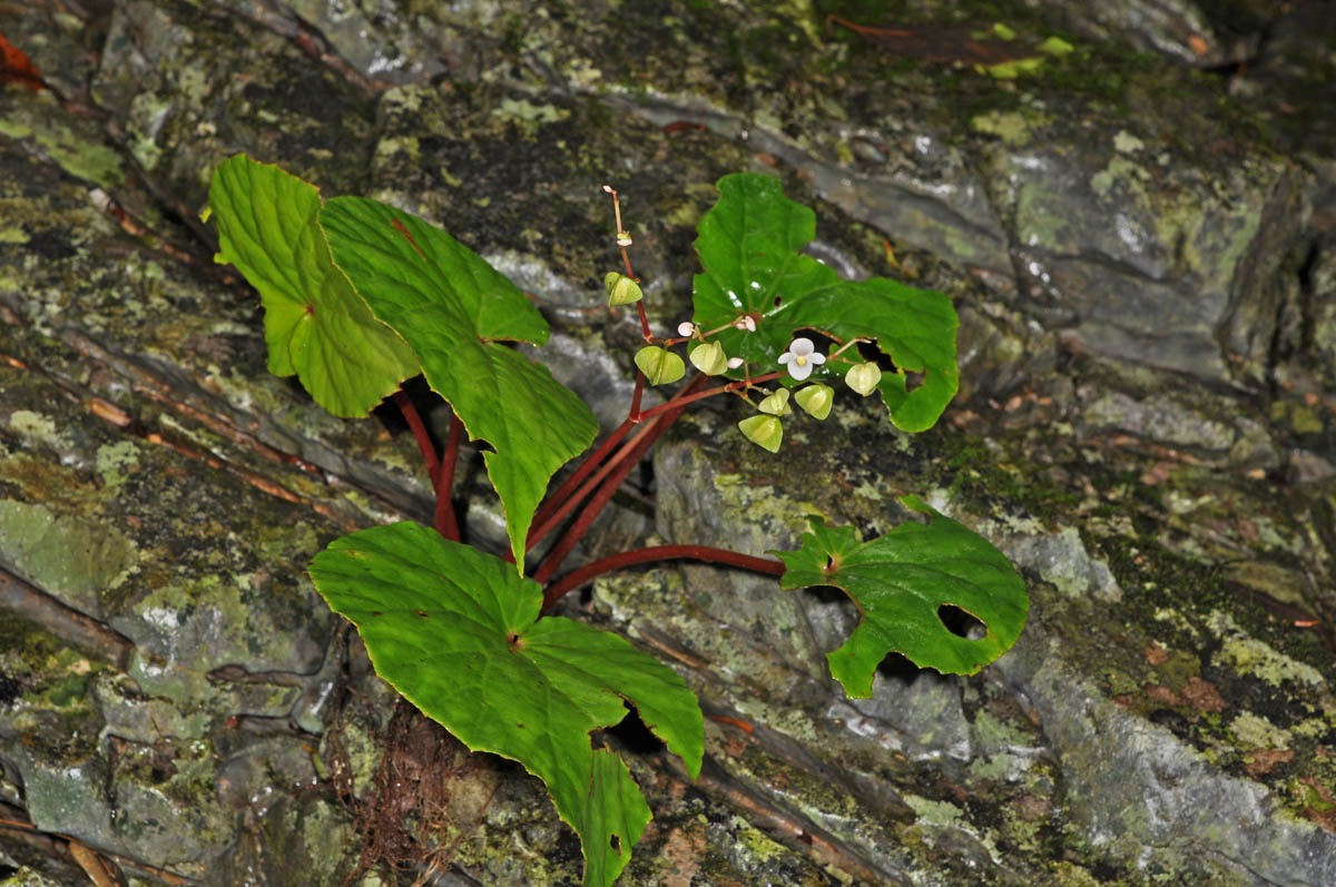 B. copelandii
